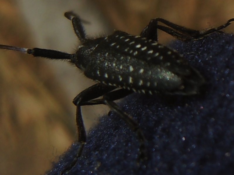 Cerambycidae dalla Gallura: Agapanthia irrorata